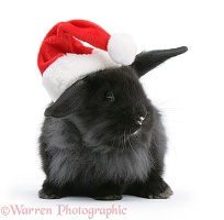 Black baby rabbit with Santa hat on
