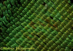 Scales one the wing of an Emerald Swallowtail butterfly