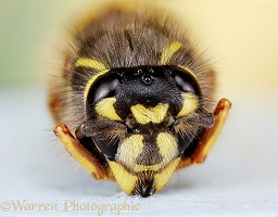 Queen wasp hibernating
