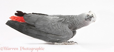 African Grey Parrot, making a funny face