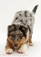 Australian Shepherd pup in play-bow
