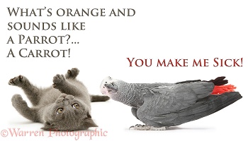 Kitten and carrot sick as a parrot joke