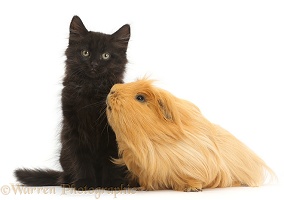 Fluffy black kitten and ginger Guinea pig