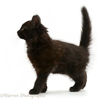 Fluffy black kitten