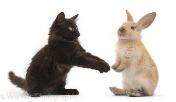 Fluffy black kitten and young rabbit