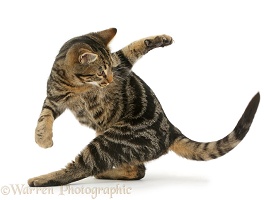 Tabby cat chasing his tail