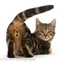 Tabby cat showing his behind and looking round