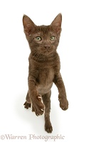 Brown Oriental-type kitten standing up