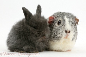 Baby bunny and Guinea pig
