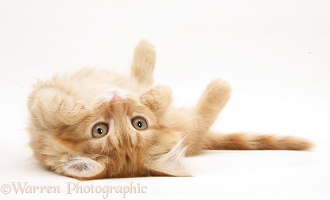 Ginger Maine Coon kitten rolling over