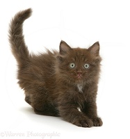 Playful chocolate fluffy kitten