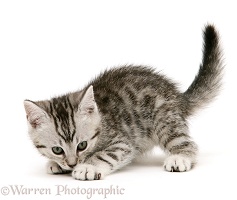 Playful silver spotted shorthair kitten