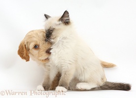 Ragdoll kitten and Cockapoo puppy