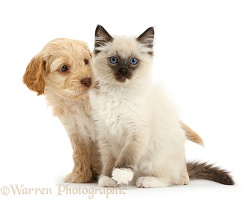 Ragdoll kitten and Cockapoo puppy