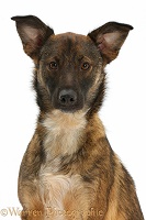 Collie x Shepherd dog, 1 year old