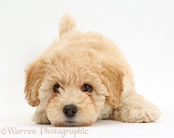 Cute playful Poochon puppy, 6 weeks old