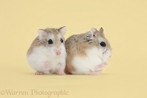 Roborovski Hamsters on beige background