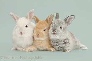 Baby Lop rabbits on grey background