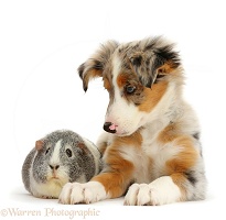 Tricolour merle Collie puppy and Guinea pig