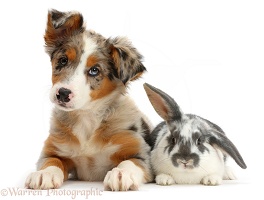 Tricolour merle Collie puppy and bunny