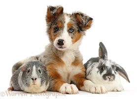 Tricolour merle Collie puppy with Guinea pig and bunny