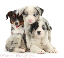 Three cute merle and tricolour Border Collie pups