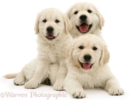 Three happy Golden Retriever pups