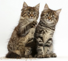 Two tabby kittens sitting together