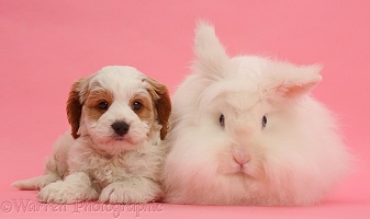 Cavapoo puppy and white rabbit on pink background