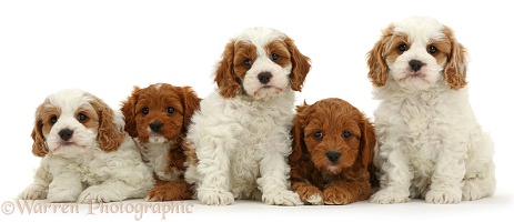 Five Cavapoo puppies, 6 weeks old, sitting in a row