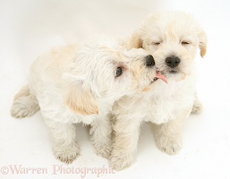 Cute Woodle puppies licking