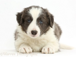 Border Collie puppy lying with head up