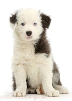 Blue-and-white Border Collie pup, sitting