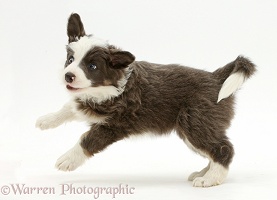 Border Collie puppy bounding playfully