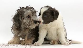 Dandie Dinmont Terrier and Border Collie puppies
