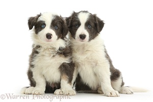 Blue-and-white Border Collie pups, sitting