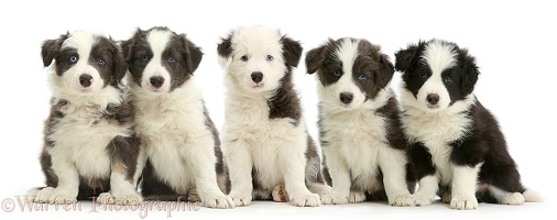 Five Border Collie puppies sitting in a row