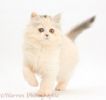 Persian kitten walking