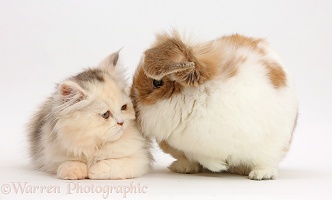 Persian kitten and Rabbit