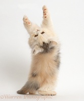 Persian kitten reaching and grasping over backwards