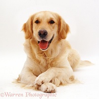 Golden Retriever dog with paws crossed