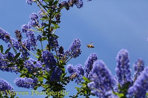 Honey Bee worker visiting Ceanothus flowers