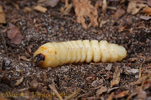 Tanner Beetle larva