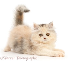 Persian kitten in playful posture