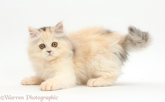 Persian kitten in playful posture