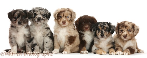 Six Mini American Shepherd puppies