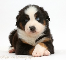 Mini American Shepherd puppy with crossed paws