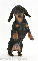 Miniature Dachshund pup jumping up
