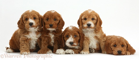 Five cute Cockapoo puppies in a row