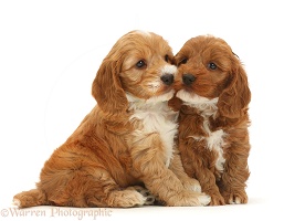 Two cute Cockapoo puppies